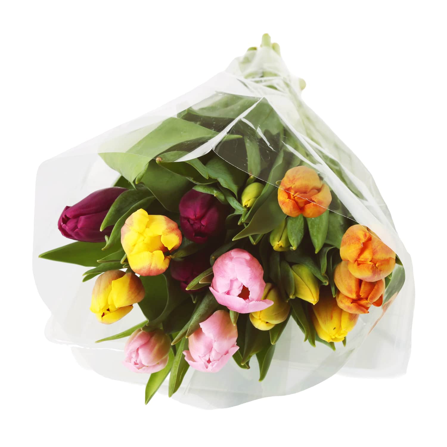 Tulbikimp 35cm, 17 vart