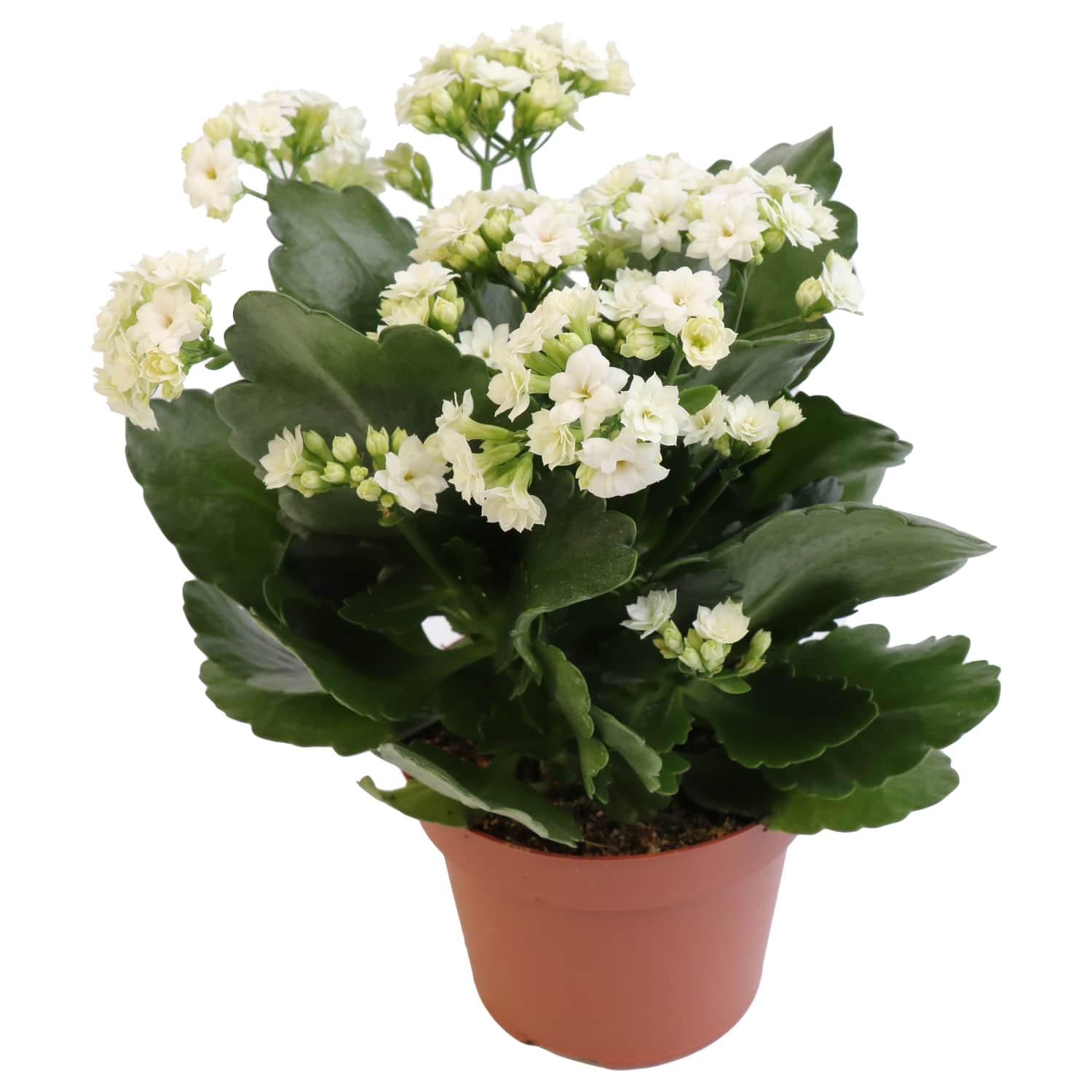 Kalankė vazone 12cm, 1 vnt