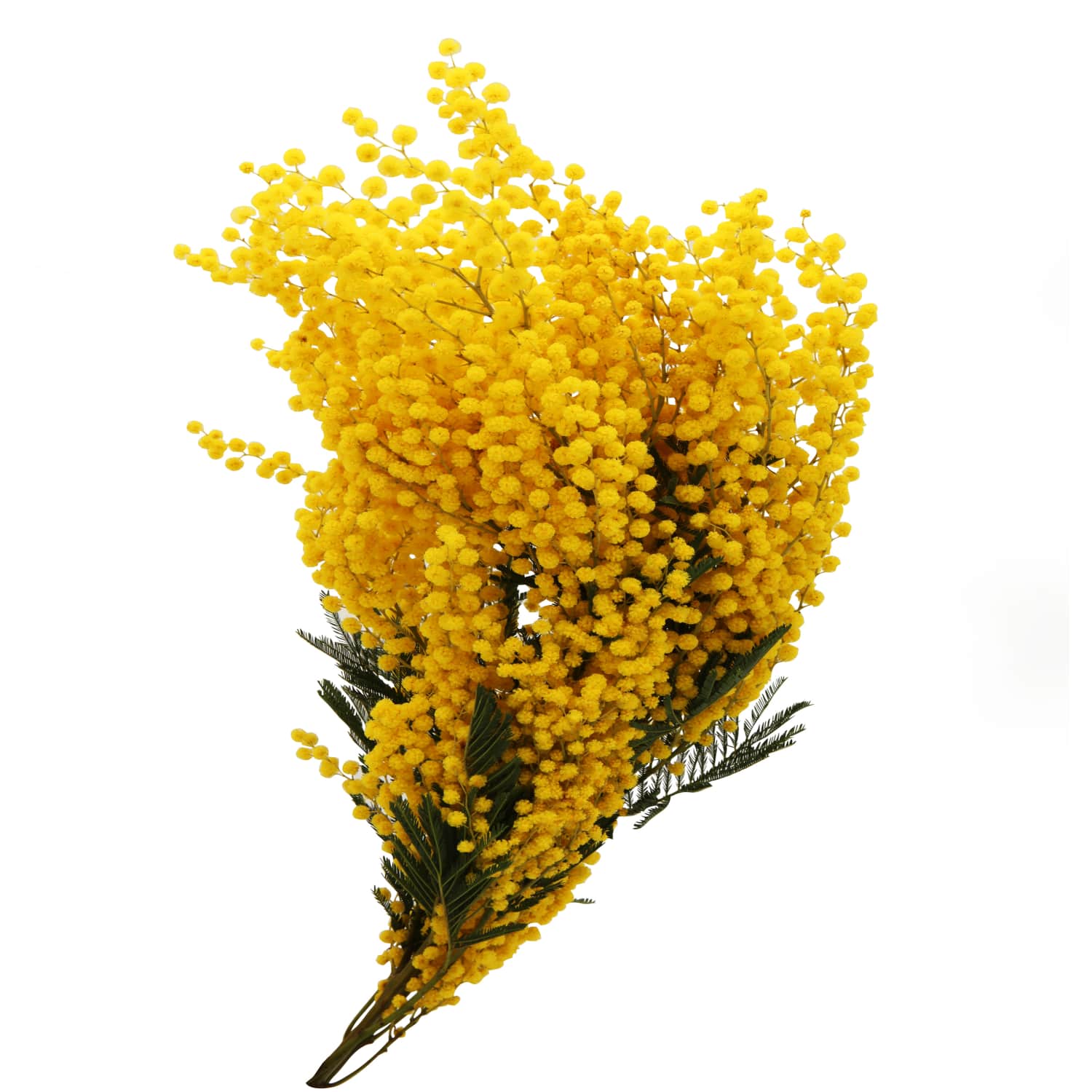 Mimozų puokštė, 1vnt