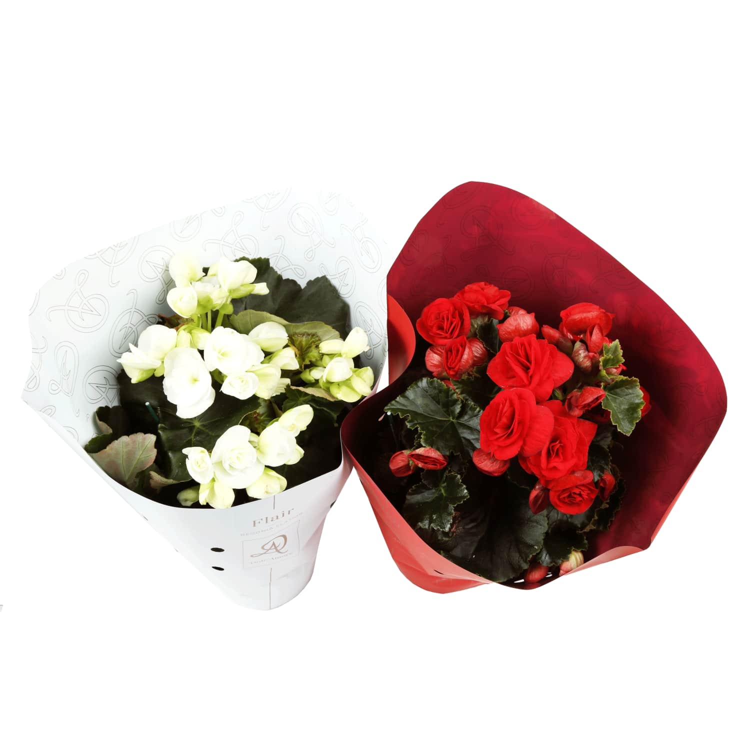 Begoonia mix potis 14cm