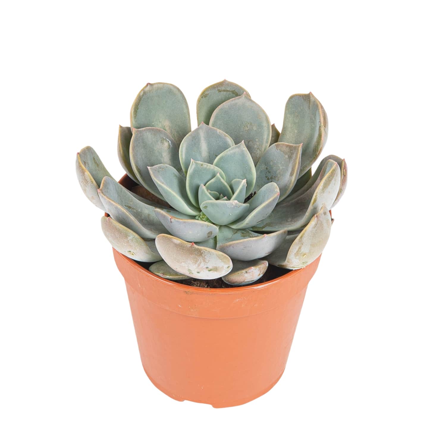 Kaktusas vazone, 1vnt