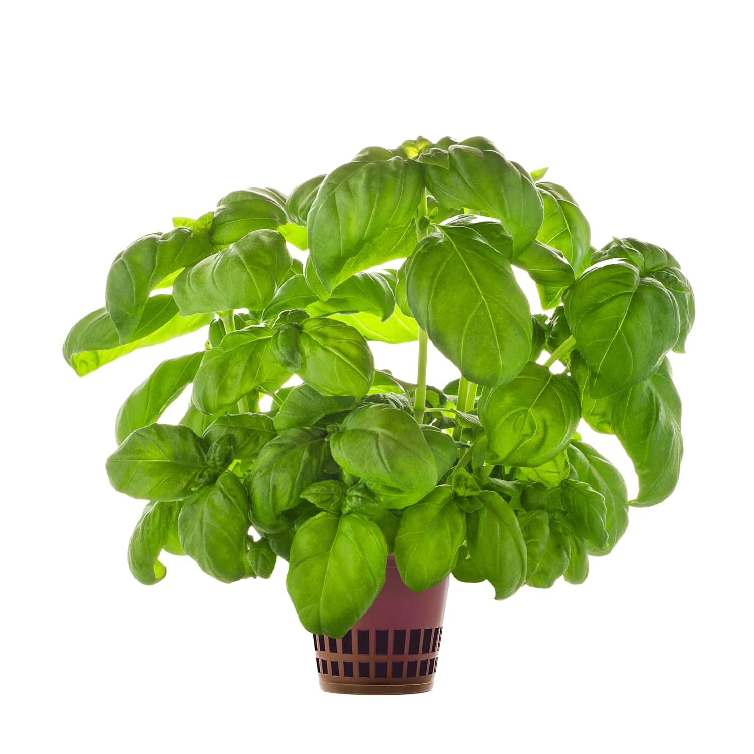 Basiilik potis Hansa Herb