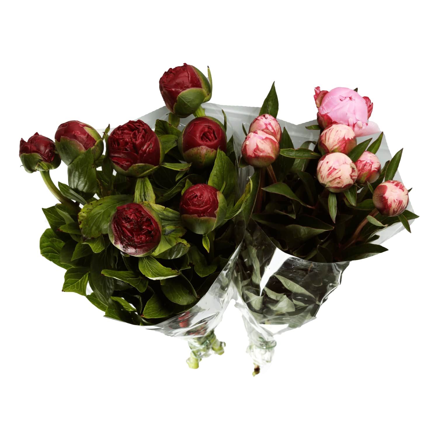 Peonijas 50cm, 3 kāti