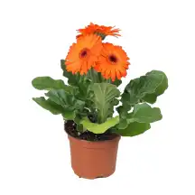 Gerbera vazone, 1 vnt