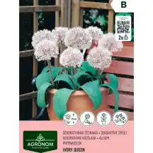 Česnakai AGRONOM IVORY QUEEN, AG26