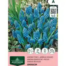 Mėlynos gėlės ARMENIACUM AGRONOM, AG26