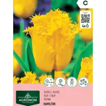 Tulpės AGRONOM HAMILTON, AG26