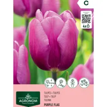 Tulpės AGRONOM PURPLE FLAG, AG26