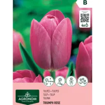 Tulpės AGRONOM TRIUMFA ROSE, AG26