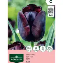 Tulpės AGRONOM BLACK, AG26