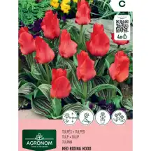 Tulpės AGRONOM RED RIDING HOOD, AG26