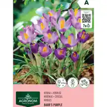 Krokai AGRONOM BARRS PURPLE, AG26