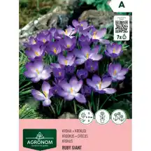 Krokai AGRONOM RUBY GIANT, AG26