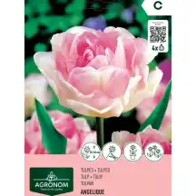 Tulpės AGRONOM ANGELIQUE, AG26