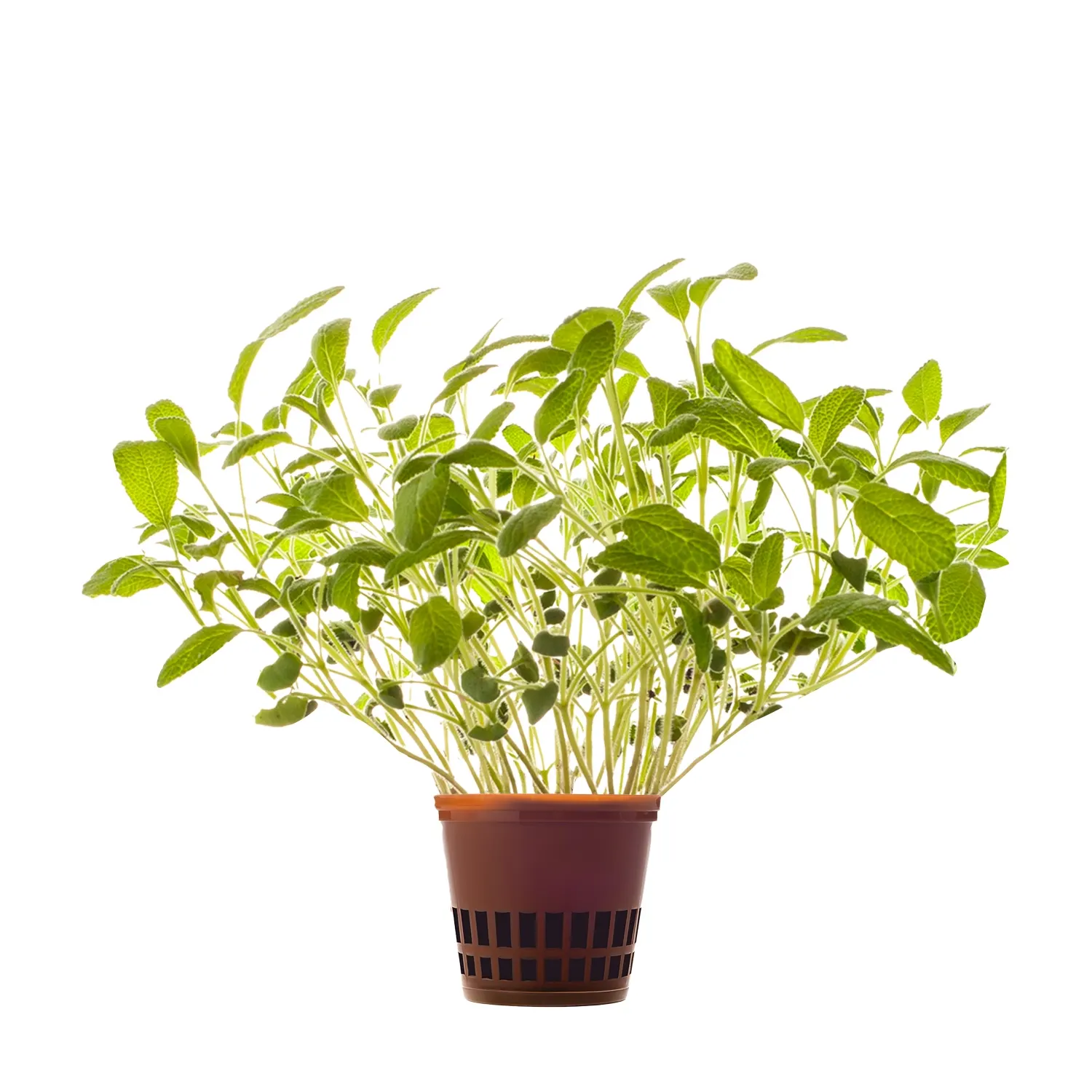 Salvei Hansa Herb 1tk