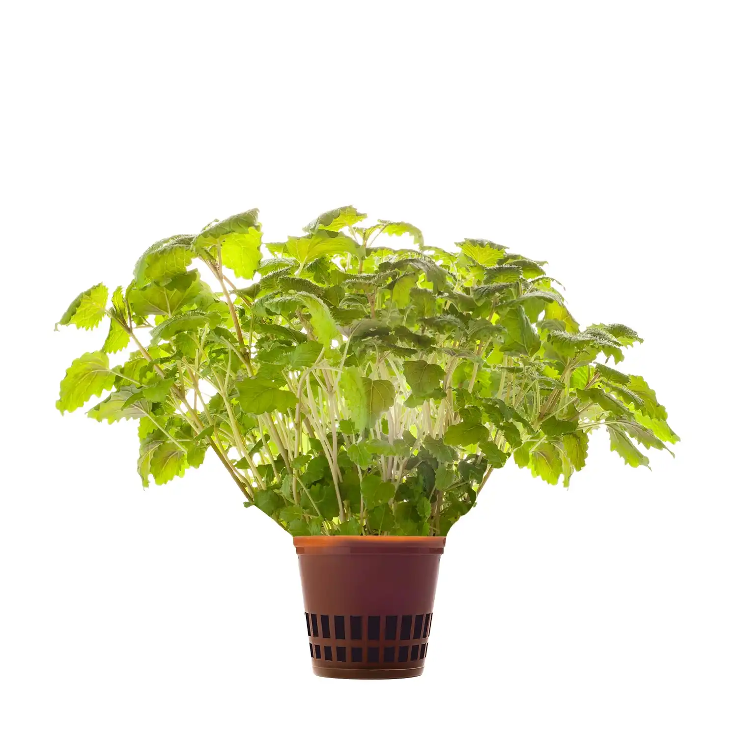 Sidrunmeliss Hansa Herb 1tk