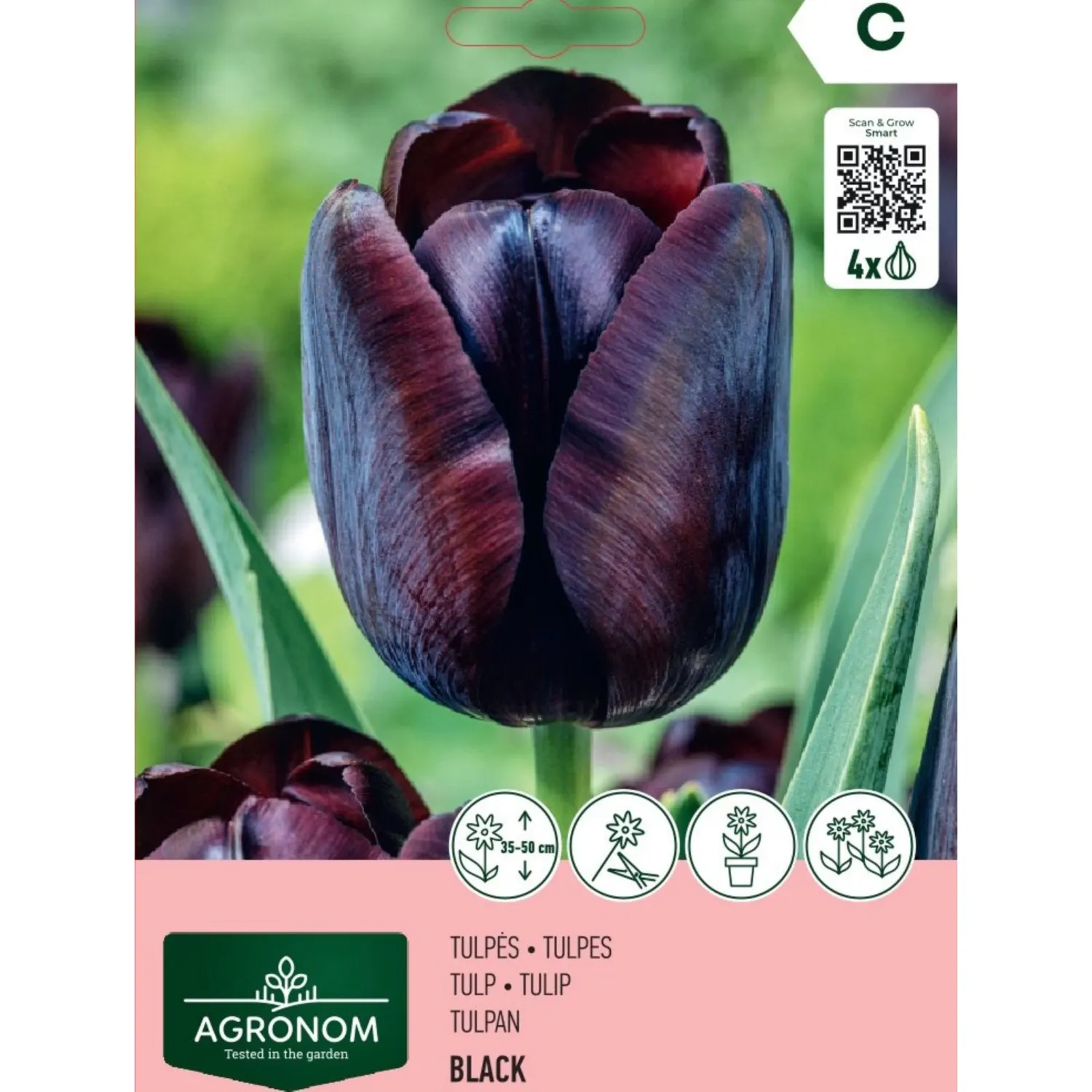 Tulpės AGRONOM BLACK, AG26