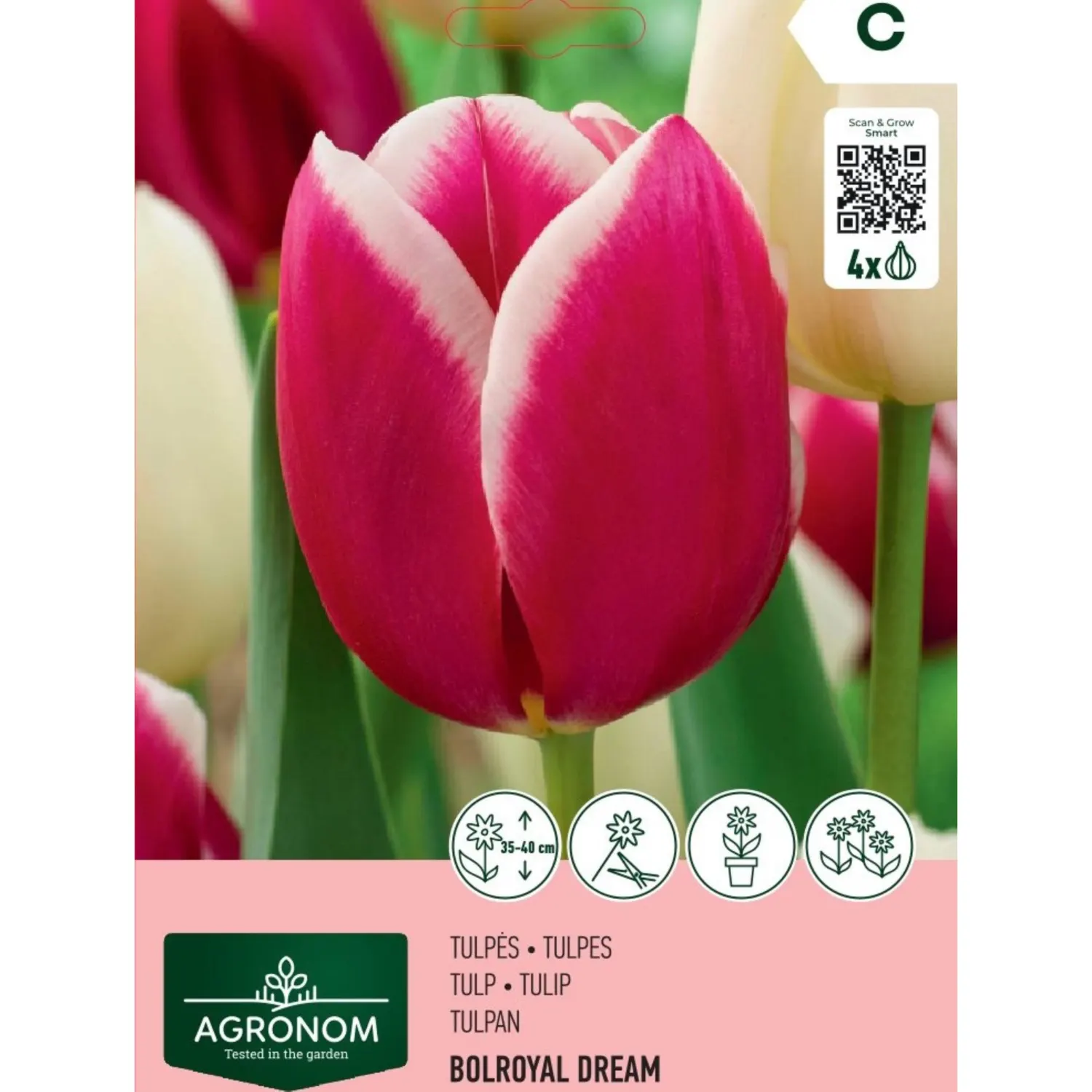 Tulpės AGRONOM BOLROYAL DREAM, AG26