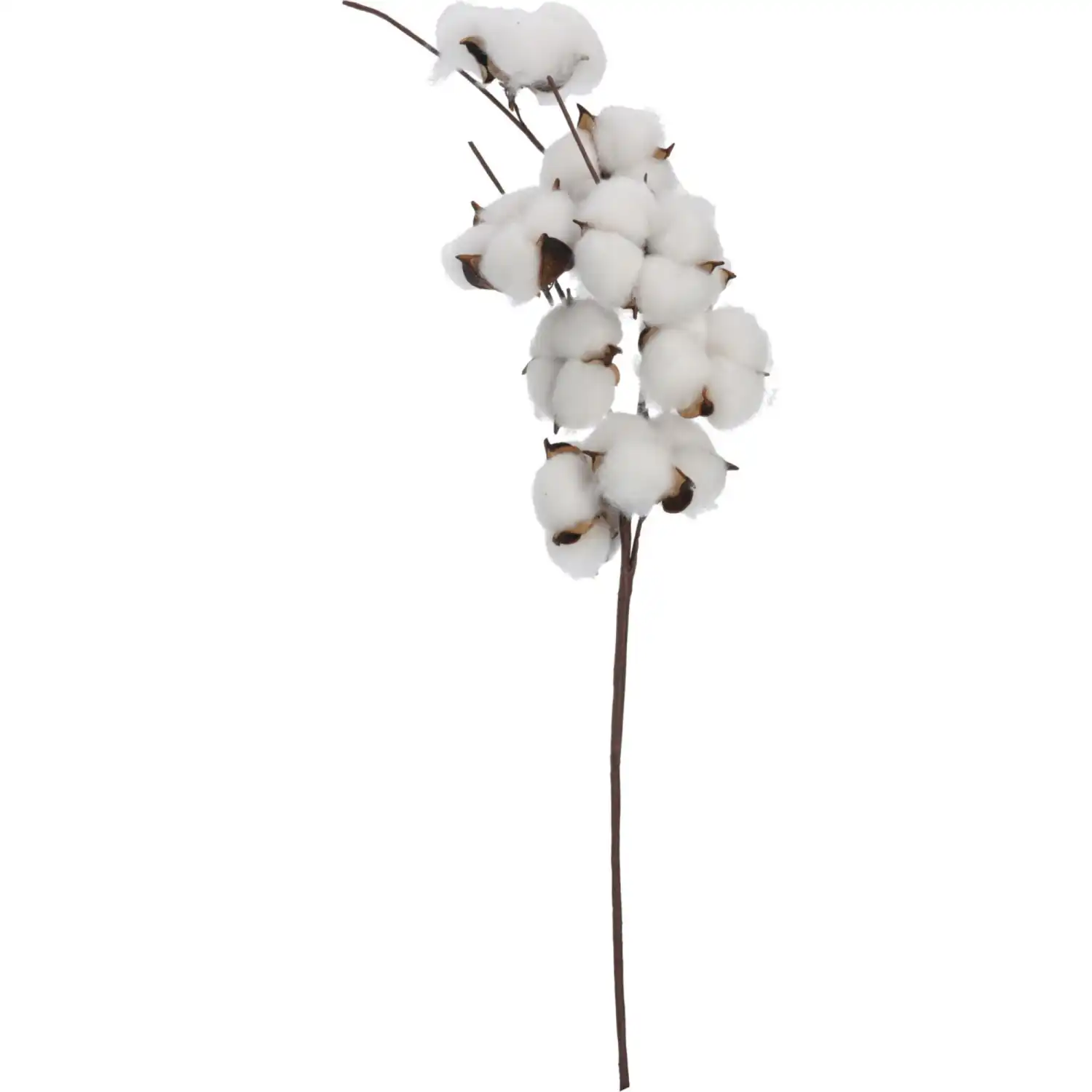 Medvilnės šakelė, 56 cm, HW26