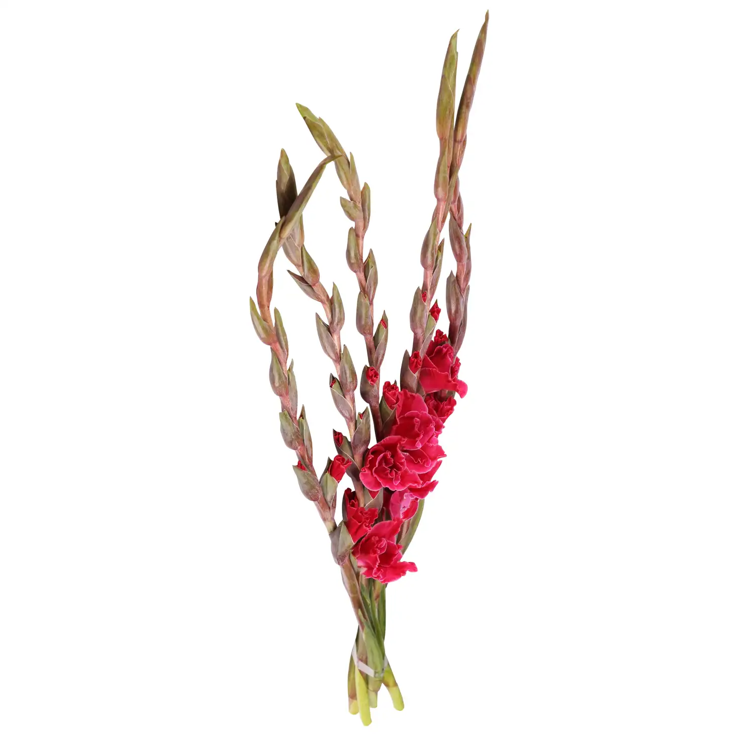 Kardelis, 75 cm, 1 vnt.