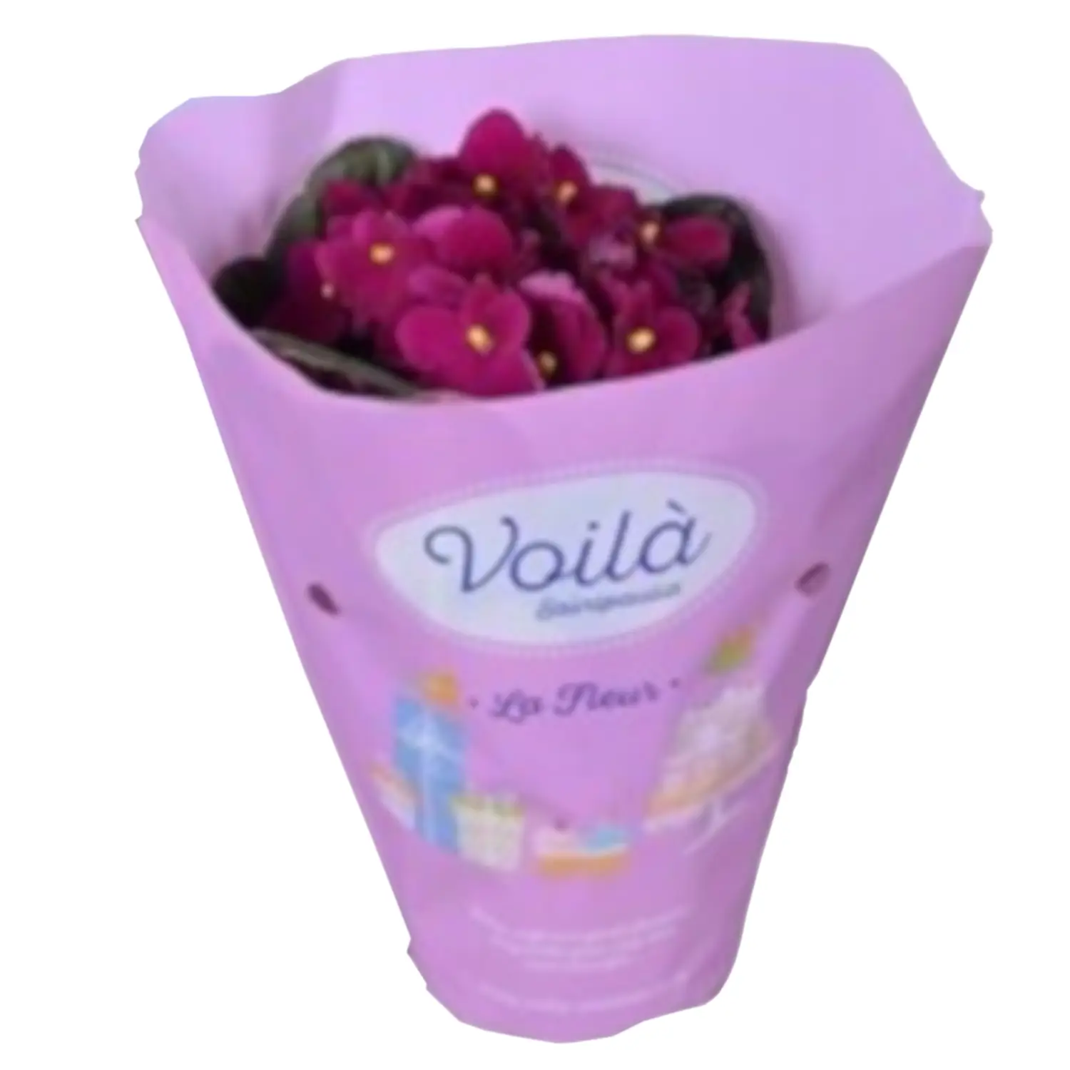 Sanpaulija, 1vnt