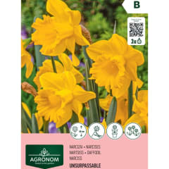 Narcizai AGRONOM UNSURPASSABLE, AG26