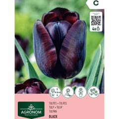 Tulpės AGRONOM BLACK, AG26
