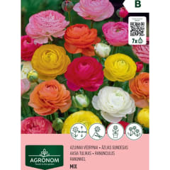 RANUNCULUS AGRONOM mišinys, AG26