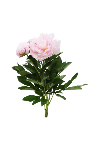PEONIJU PUŠĶIS , 50CM (3 GB)