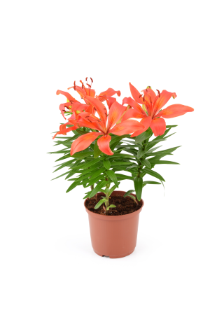 Lilijas podiņā D13/H45-50
