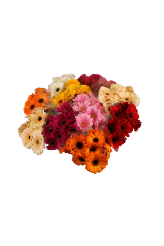 Gerberas mazās 50cm, 7 ziedi