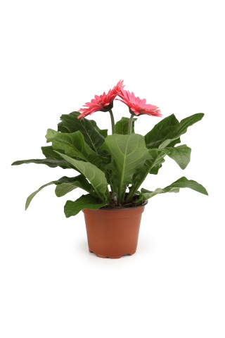 Gerbera podiņā D12/H20-25