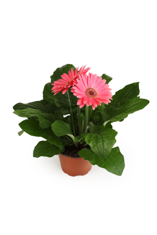 Gerbera podiņā D12/H25