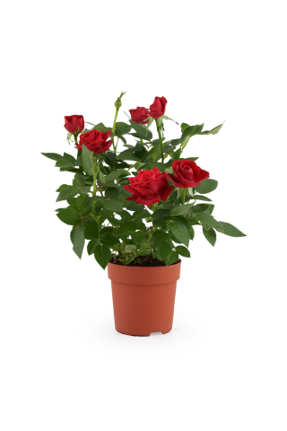 Rozes podiņā D10,5/H25-30