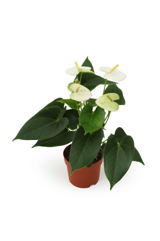 Antūrija podiņā D12/H45-50