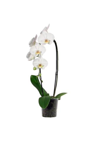 Kaskadinė orchidėja, 1vnt