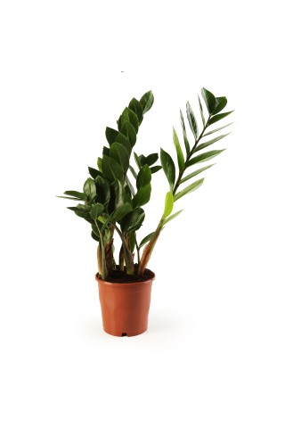 Zāmija (Zamioculcas) podiņā, D12/H33-38