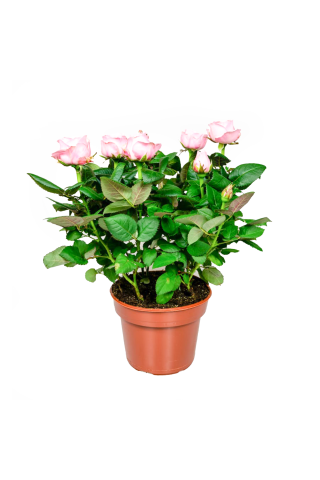 Rozes podiņā D13/H25-30
