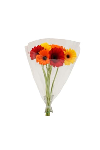 Gerberas mazās 50cm 30 ziedi