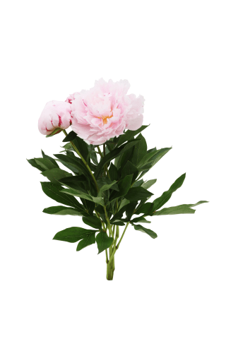 PEONIJU PUŠĶIS , 50CM (3 GB)