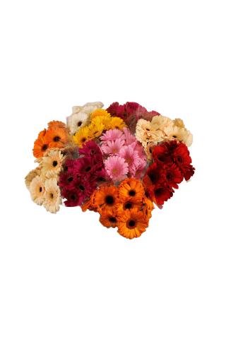 Gerberas mazās 50cm, 7 ziedi