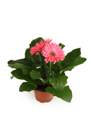 Gerbera podiņā D12/H25