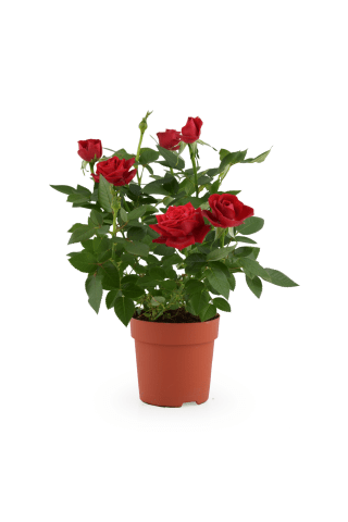 Rozes podiņā D10,5/H25