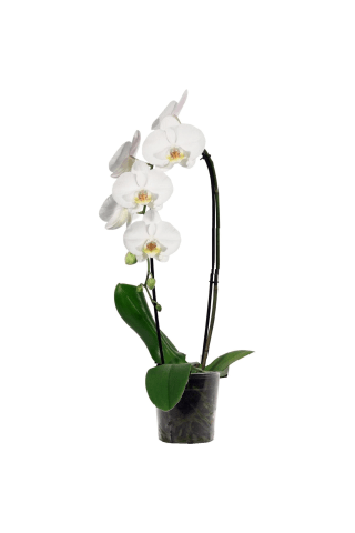 Kaskadinė orchidėja, 1vnt