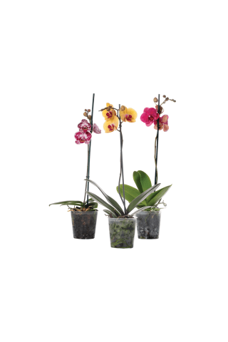Telpaugs - Phalaenopsis 1kāts D12/H50-70