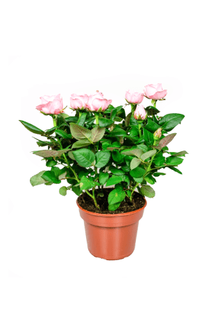 Rozes podiņā D13/H25-30