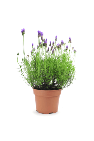Lavanda podiņā D12/H25