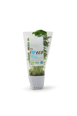 Pētersīļi podiņā I love Eco ICA